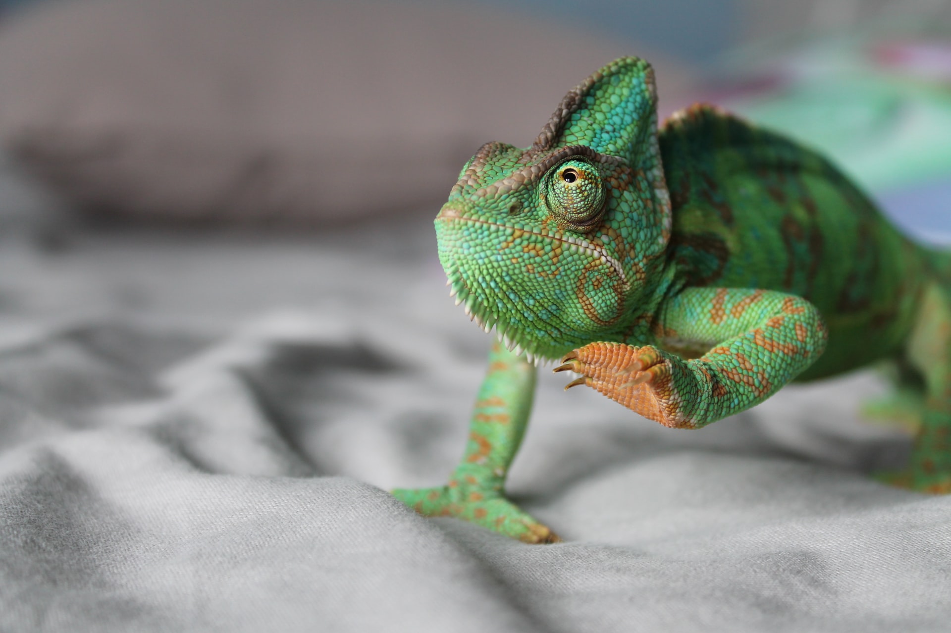 chameleon-bed chameleon-bed